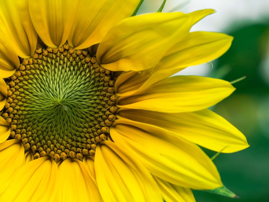 Sonnenblume alt